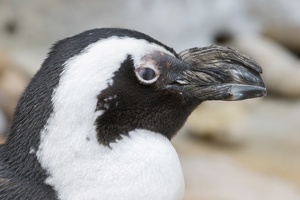 403-2912 Madison - Henry Vilas Zoo Madison - African Penguin