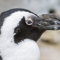 403-2912 Madison - Henry Vilas Zoo Madison - African Penguin