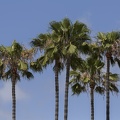 405-6555 San Juan Capistrano - Palms