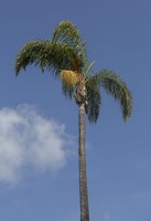 405-6675 San Juan Capistrano - Palm