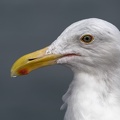 406-0898 Oceanside Seagull