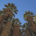 406-9890 - Palm Canyon Trail - Oasis California Fan Palms
