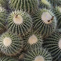 406-5813 Huntington - Cactus Garden