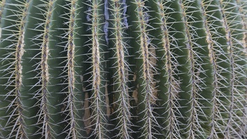 406-5855 Huntington - Cactus Garden