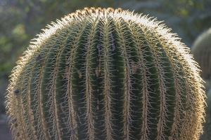 406-5859 Huntington - Cactus Garden