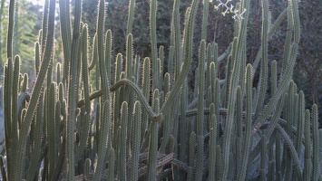 406-5889 Huntington - Cactus Garden