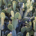 406-5927 Huntington - Cactus Garden