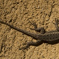 406-6245 Huntington - Japanese Garden Lizard