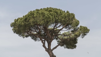 407-6138 IT - Roma - Umbrella Pine