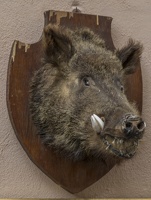 407-8096 IT - Orvieto - Wild Boar's Hear