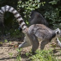 408-8743 Safari Park - Lemur