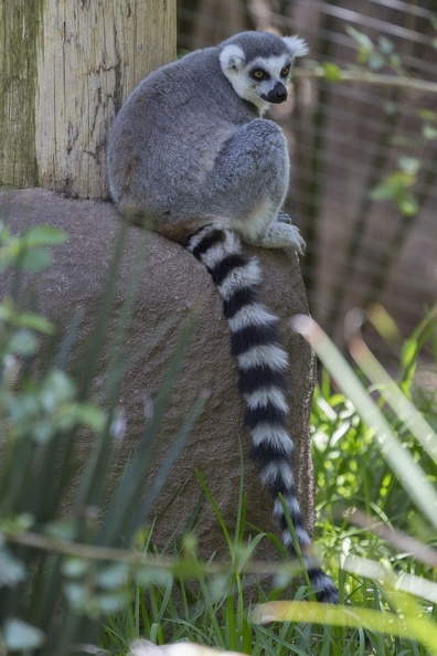 408-8760 Safari Park - Lemur.jpg