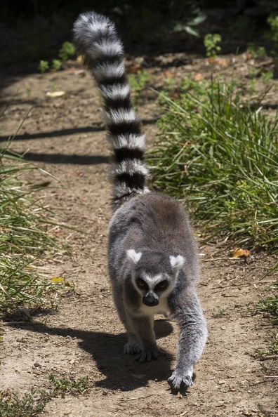 408-8780 Safari Park - Lemur.jpg