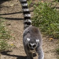 408-8780 Safari Park - Lemur