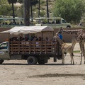 408-8878 Safari Park - Caravan Safari Feeding Giraffes
