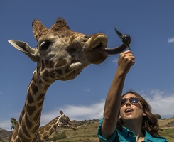 408-8957 Safari Park - Feeding Giraffe - Guide Amy