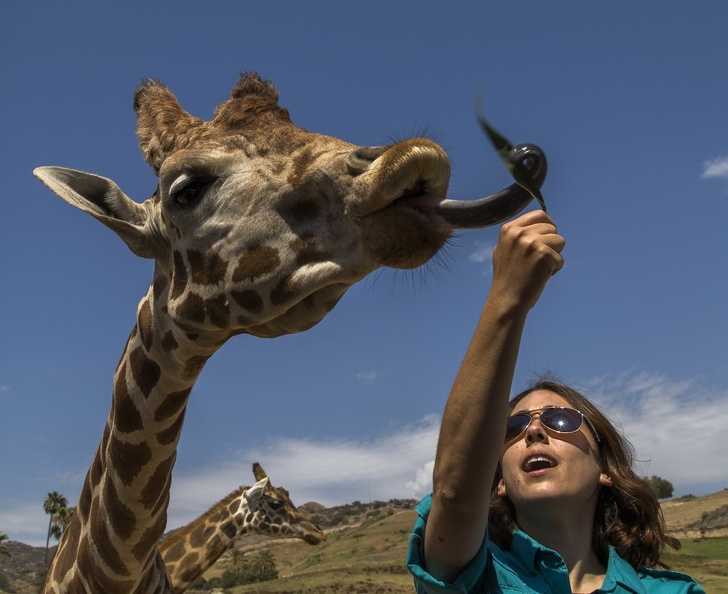 408-8957 Safari Park - Feeding Giraffe - Guide Amy.jpg
