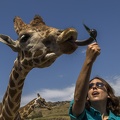 408-8957 Safari Park - Feeding Giraffe - Guide Amy