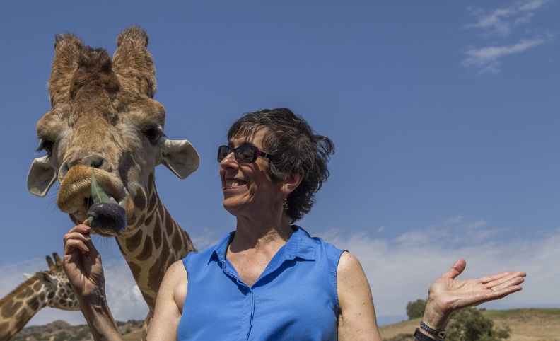 408-9021 Safari Park - Feeding Giraffe - Lynne.jpg