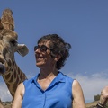 408-9021 Safari Park - Feeding Giraffe - Lynne