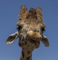408-9028 Safari Park - Giraffe