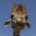 408-9028 Safari Park - Giraffe