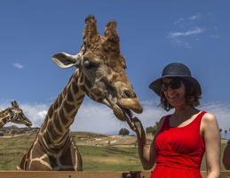 408-9062 Safari Park - Feeding Giraffe - Lucy