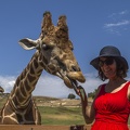 408-9062 Safari Park - Feeding Giraffe - Lucy