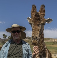 408-9088 Safari Park - Feeding Giraffe - Richard