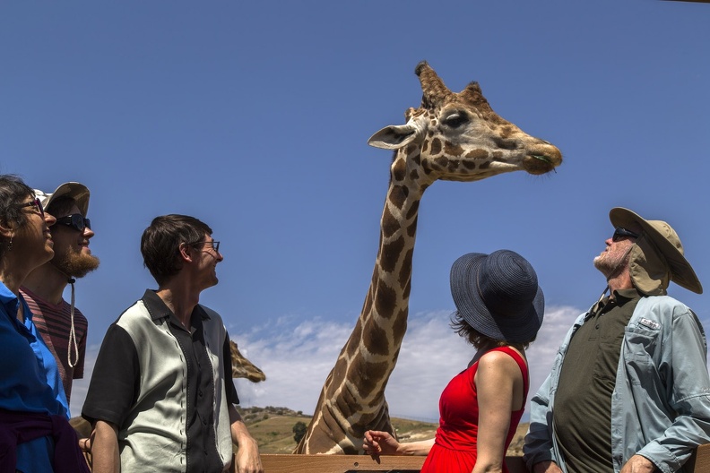 408-9138 Safari Park - Feeding Giraffe - Lynne Thomas Casey Lucy Richard.jpg