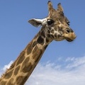 408-9198 Safari Park - Giraffe