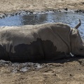 408-9335 Safari Park - Rhino
