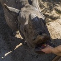 408-9379 Safari Park - Rhino Feeding
