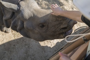 408-9432 Safari Park - Rhino Feeding