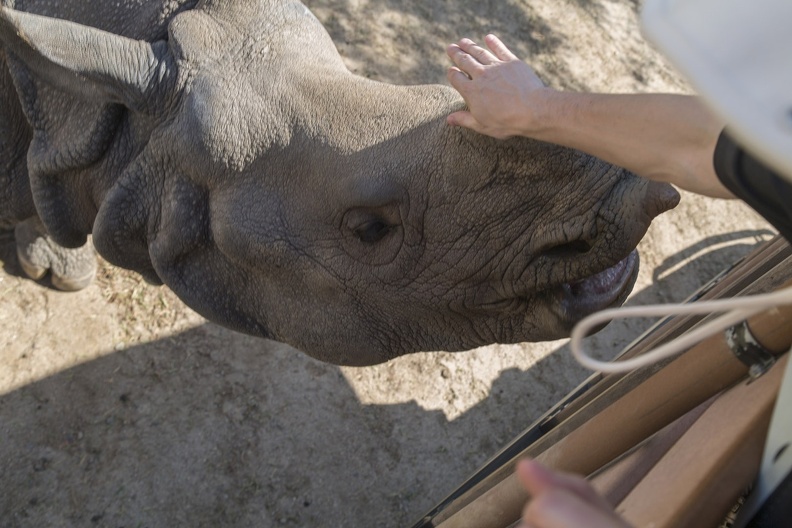 408-9432 Safari Park - Rhino Feeding.jpg