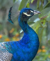 409-1255 Altadena Peacock