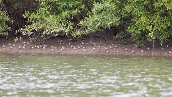 410-4400 Costa Rica - Sixty Six Sandpipers
