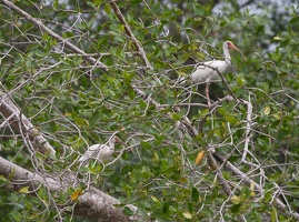 410-4471 Costa Rica - Egrets