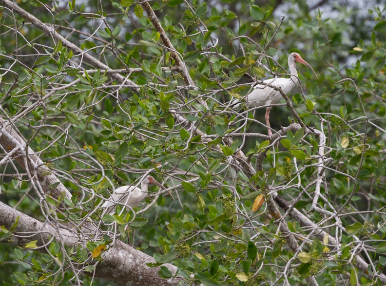 410-4471 Costa Rica - Egrets.jpg