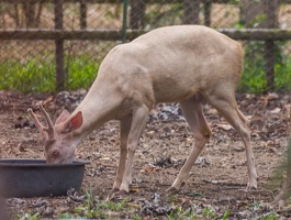 410-5189 Costa Rica - Albino Deer