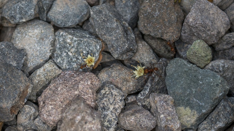 410-5513 Costa Rica - Ants carrying a flower.jpg