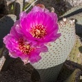 409-6089 Anza-Borrego - Cactus Flowers