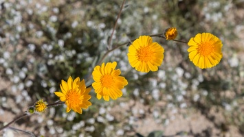 409-6932 Anza-Borrego - Wildflowers