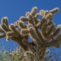 411-0500 Anza Borrego - Cactus