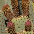 411-0621 Anza Borrego - Cactus