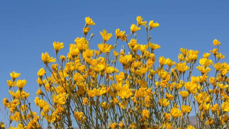 411-1053 Anza Borrego - Desert Sunflowers.jpg