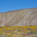 411-1118 Anza Borrego - Desert Sunflowers, Mountain