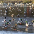 409-3641 Ducks on Ice.jpg