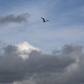 413-4260 Dana Point Harbor Bird in Sky.jpg